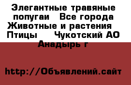 Элегантные травяные попугаи - Все города Животные и растения » Птицы   . Чукотский АО,Анадырь г.